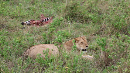 A powerful scene of a lioness resting beside her zebra prey, capturing the raw and authentic reality of African wildlife