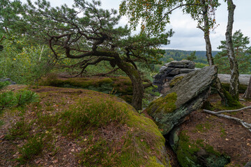 Felsgebiet Nikolsdorfer Wände zwischen dem Ort Leupoldishain und der Stadt Königstein an der Elbe, Sächsische Schweiz, Landkreis Sächsische Schweiz-Osterzgebirge, Sachsen, Deutschland