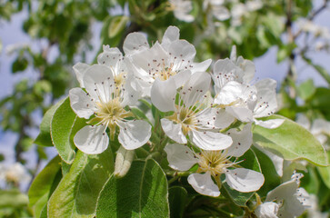 apple tree flowers
