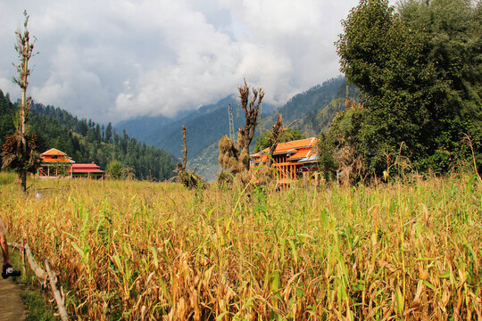 View of a golden cornfield leading to wooden buildings nestled amidst rolling hills under a cloudy sky, Neelum Valley, Azad Kashmir, Pakistan.