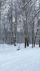 Winter forest with snow covered trees. Cols weather.