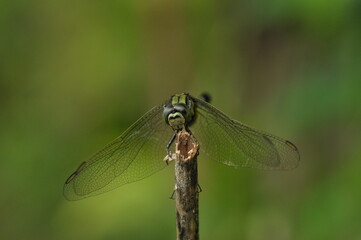 DRAGON FLY