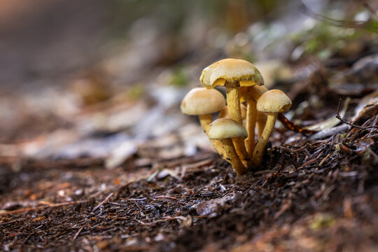 A dense, vibrant cluster of wild Sulphur Tuft mushrooms (Hypholoma fasciculare) with their distinctive yellow-to-orange caps and pale stems, growing out of the mossy, humid forest floor.