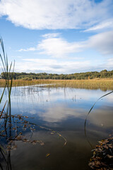 Herbst am Litzenteich bei Brona in der Oberlausitzer Heide- und Teichlandschaft 6