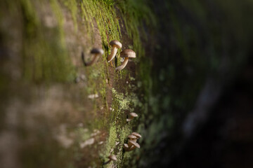 A close-up shot capturing a small cluster of wild mushrooms (likely Armillaria or Pholiota species) growing out of the side of a moss-covered tree trunk.