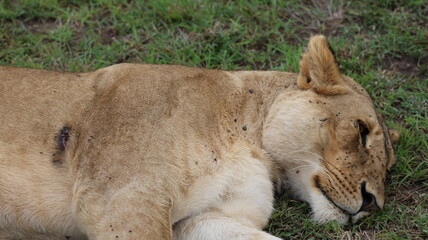 A wounded male lion resting in its natural habitat, symbolizing vulnerability, survival, and the harsh reality of life in the wild
