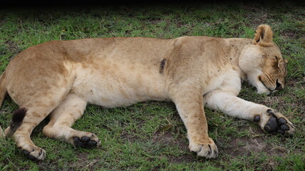 A wounded male lion resting in its natural habitat, symbolizing vulnerability, survival, and the harsh reality of life in the wild