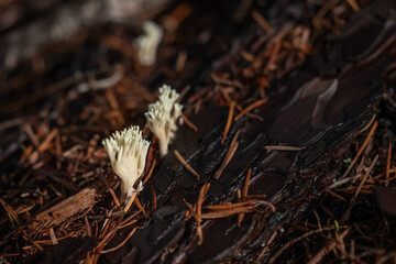 A focused macro shot of small, pure white Coral Fungi (likely Clavulina species) with delicate, branching tips, emerging from the dark brown bark and pine needles of the forest floor.