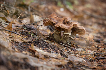 A low-angle, atmospheric photograph featuring a pair of large, brown-capped wild mushrooms nestled among the forest debris and undergrowth.
