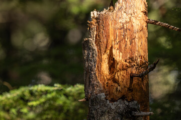 Obraz premium A vertical photograph of a decaying, broken tree trunk (snag) in the Southern Oregon forest, illuminated by natural sunlight.