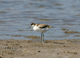 Young and adult pied avocet (Recurvirostra avosetta) photographed in different situations on the shore of a saltwater estuary