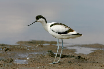 Young and adult pied avocet (Recurvirostra avosetta) photographed in different situations on the shore of a saltwater estuary