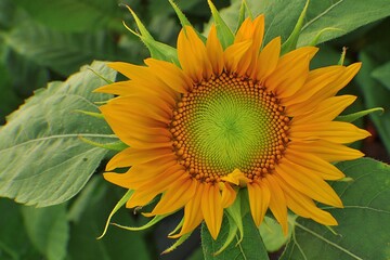 sunflower in the garden
