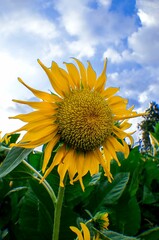 sunflower against blue sky