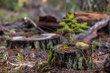 A beautifully lit photograph capturing the power of natural regeneration: a tiny, vibrant green conifer sapling (seedling) rising from the mossy, decaying wood of an old tree stump.