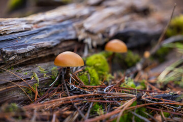 A focused, top-down macro shot featuring one or two small, round, orange-brown wild mushroom caps nestled in the dark, decomposing wood and debris of the forest floor.