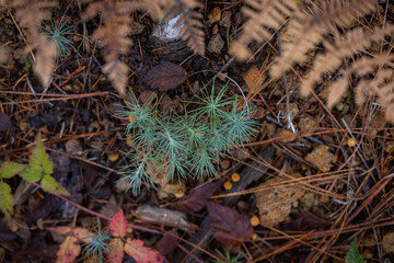 A detailed, top-down view of the forest floor, showcasing a mix of vibrant miniature green plants (likely young moss or seedlings) and richly colored autumn pine needles and leaves.