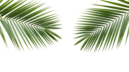 Tropical palm leaves arrangement isolated on transparent background