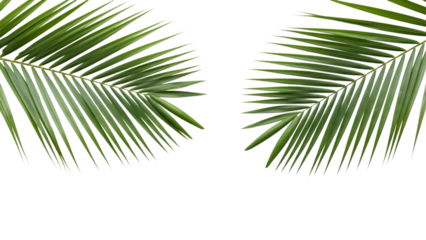Tropical palm leaves arrangement isolated on transparent background