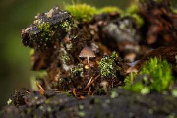 A miniature, slender mushroom, likely from the Mycena genus, stands tall on a dark, moss and lichen-covered decaying log or stump in a damp, shaded forest.