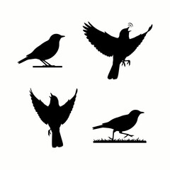 Obraz premium Black bird silhouettes vector set featuring birds in flight, standing, and walking poses, perfect for nature and wildlife themed graphic design elements.