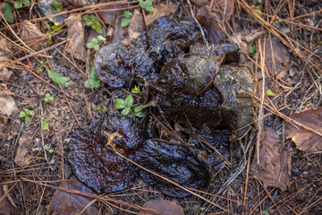 An overhead view of a wet, dark, and slimy pile of mushrooms in an advanced state of decomposition on the forest floor, a process known as deliquescence, characteristic of Inky Cap fungi.