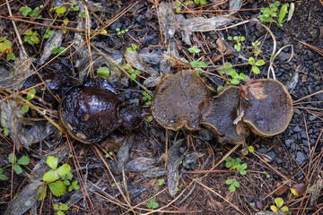 An overhead view of a wet, dark, and slimy pile of mushrooms in an advanced state of decomposition on the forest floor, a process known as deliquescence, characteristic of Inky Cap fungi.