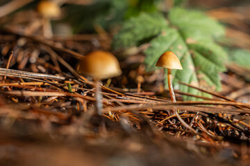 A low-angle macro view featuring two tiny mushrooms with orange-brown caps and slender stems, nestled in a dense bed of pine needles and woody debris.