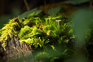 A high-contrast, macro shot featuring a single, delicate, and tiny mushroom with a light cap and slender stem, emerging from a thick, vibrant carpet of bright green moss and small fern life.