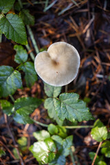 A top-down, vertical shot of a single, pale tan mushroom cap with a slightly heart-shaped or indented center, sitting above dark, glossy green leaves (likely from a berry or creeping plant).