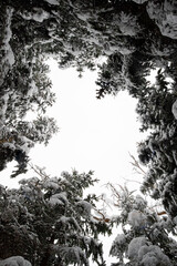 Snow-Covered Forest Canopy Viewed from Below   Pokryte śniegiem korony drzew widziane od spodu © Adrian White