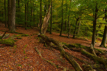Obraz premium Baumgiganten und Totholz im Naturschutzgebiet Rohrberg im Naturpark Spessart, Landkreis Aschaffenburg, Unterfranken, Franken, Bayern, Deutschland