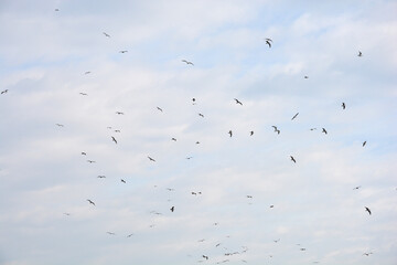 A large flock of seagulls is captured mid-flight against a soft, pale blue, and cloudy overcast sky