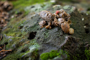 A macro photograph of dark, dense animal scat, likely from a fox, resting on a textured, moss and lichen-covered rock surface.