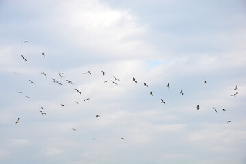A large flock of seagulls is captured in flight against a bright, cloudy, pale blue and gray sky