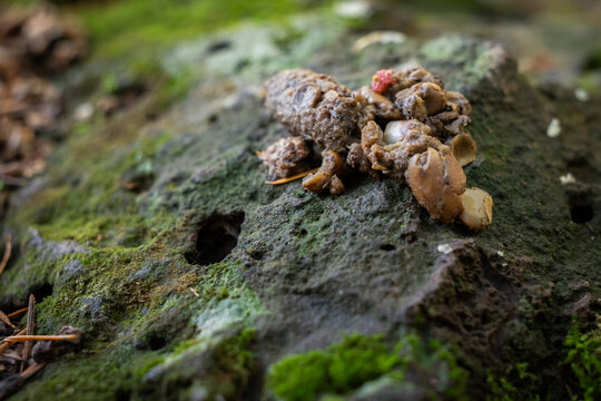 A macro photograph of dark, dense animal scat, likely from a fox, resting on a textured, moss and lichen-covered rock surface.