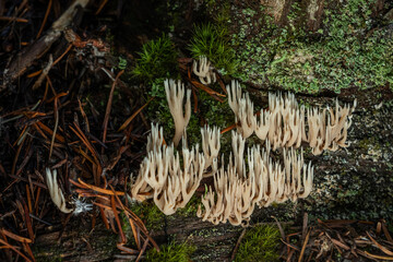 A dense cluster of pale, finger-like fungal bodies (a type of Coral or Club Fungus, likely Clavaria or a related species) growing out of a decaying log or branch.