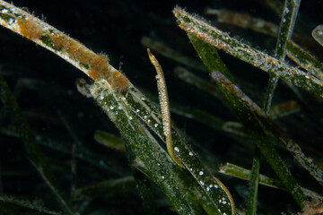Posidonia Line: Vertical composition of the elongated Nerophis maculatus (Spotted Pipefish) perfectly aligned within the dense blades of a Mediterranean sea grass meadow