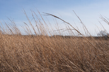 Fototapeta premium Tall Prairie Grass at a Conservation Area in Missouri