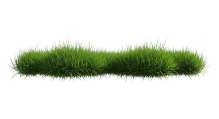 A lush green grass strip isolated on transparent background for design and decoration purposes