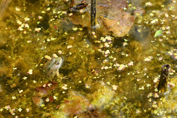 A small green frog is partially submerged in murky, algae-filled pond water surrounded by duckweed and decaying plant matter