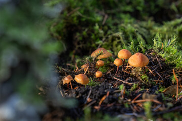 A macro photograph focusing on a small cluster of bright orange-capped mushrooms growing among green moss and dead leaves, with soft, natural light highlighting the fungi.