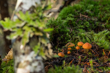 A macro photograph focusing on a small cluster of bright orange-capped mushrooms growing among green moss and dead leaves, with soft, natural light highlighting the fungi.