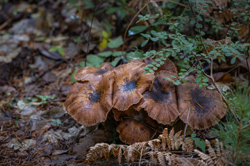 A tight cluster of large, glossy, dark brown mushrooms with slightly sunken caps, growing out of the leafy and mossy forest floor. The caps have a distinctly slimy or wet texture (likely Gomphidius or