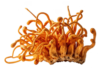 Cordyceps mushroom, a parasitic fungus, isolated on transparent background