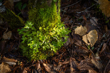 A close-up, side-view macro shot focusing on a large cluster of lobed, lettuce-like lichen, likely Lungwort (Lobaria pulmonaria), clinging to the gray and white bark of a tree trunk.