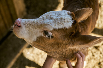 Fototapeta premium Brown Calf in Rural Pen