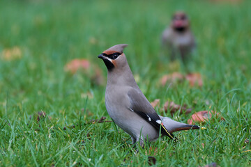 Bohemian waxwing (Bombycilla garrulus)