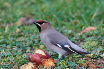 Bohemian waxwing (Bombycilla garrulus)