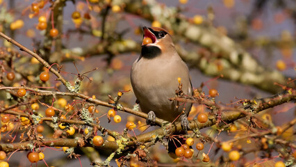 Bohemian waxwing (Bombycilla garrulus)